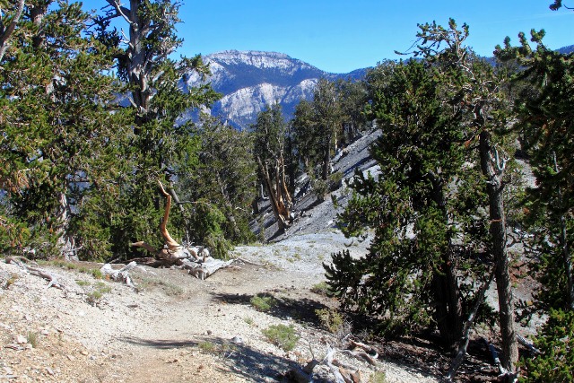Bonanza Trail