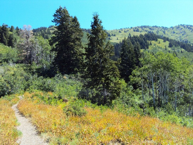 Bowman Fork Trail
