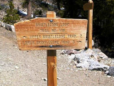 Bristlecone Loop