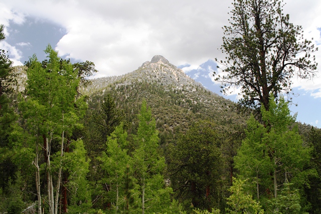 Bristlecone Loop