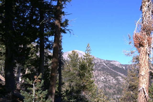 Charleston Peak via South Loop Trail