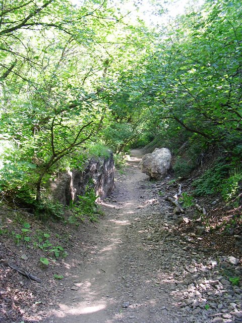 Rattlesnake Gulch