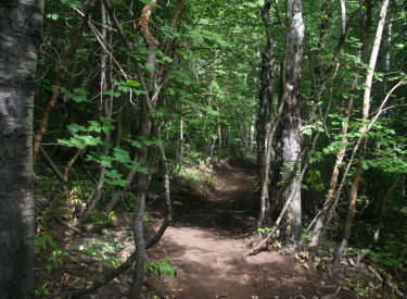 Thaynes Canyon Trail